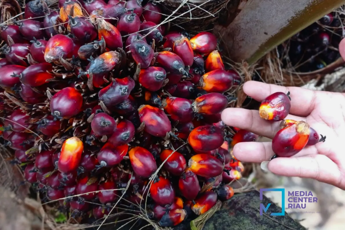 Akhir Bulan Petani Sawit Bersedih, Harga TBS Sawit Turun, Berikut Daftarnya