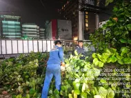 Belasan Pohon Tumbang di Pekanbaru Akibat Hujan Lebat Tadi Malam