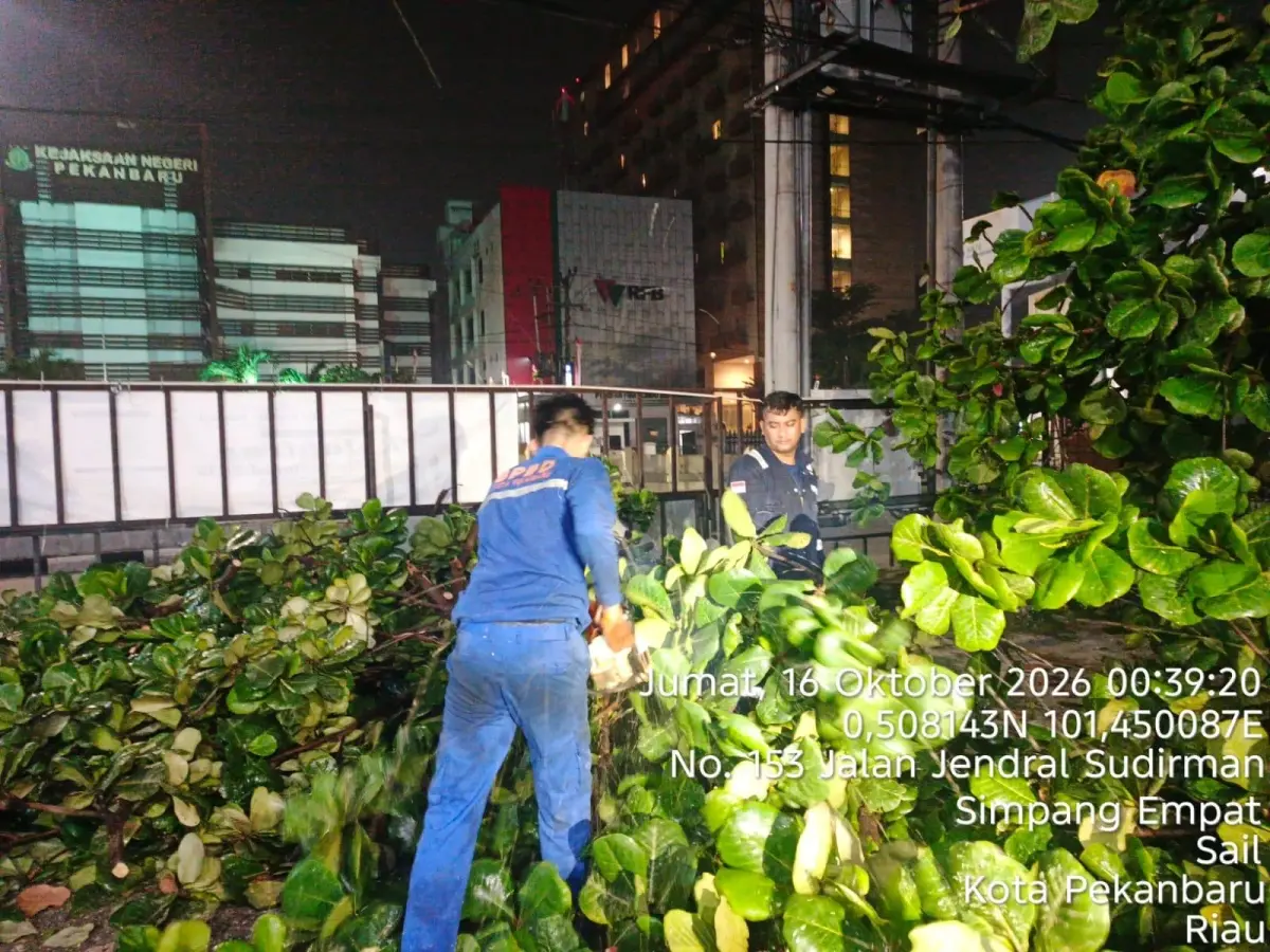 Belasan Pohon Tumbang di Pekanbaru Akibat Hujan Lebat Tadi Malam
