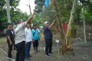Berkulit Unik, Bupati Taufik Panen Perdana Pisang Kepok Abu Asahan Hijau Surya