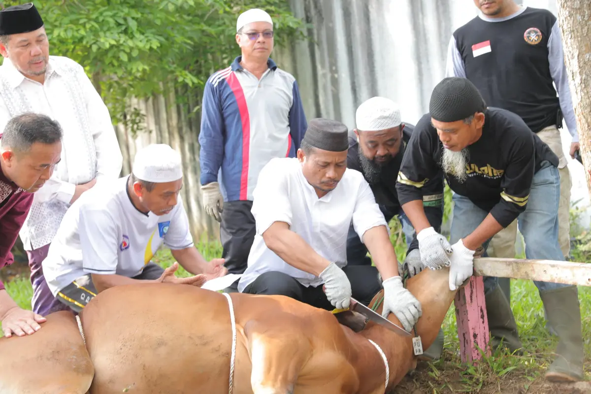 Besok, 400 Orang Dilatih Penyembelihan "Juleha" Hewan Kurban di Masjid Raya Senapelan