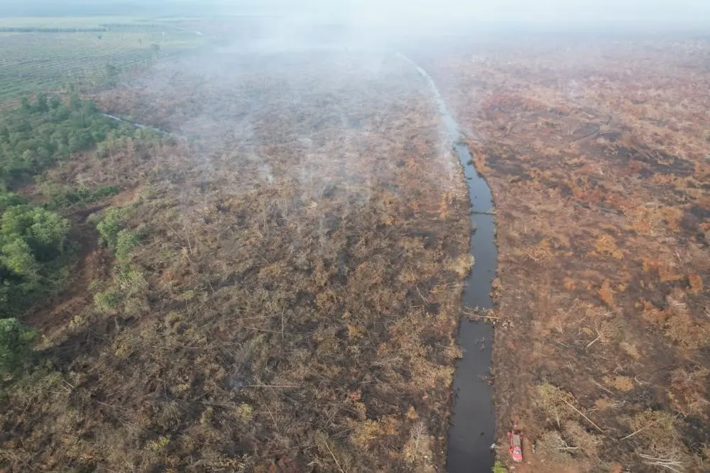Demi Buka Kebun Sawit Murah, Pria di Pelalawan Nekat Bakar 500 Hektare Lahan Gambut