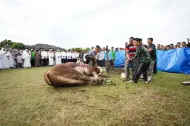 Demi Keamanan, Panitia Kurban Harus Pahami Karakter Hewan Kurban