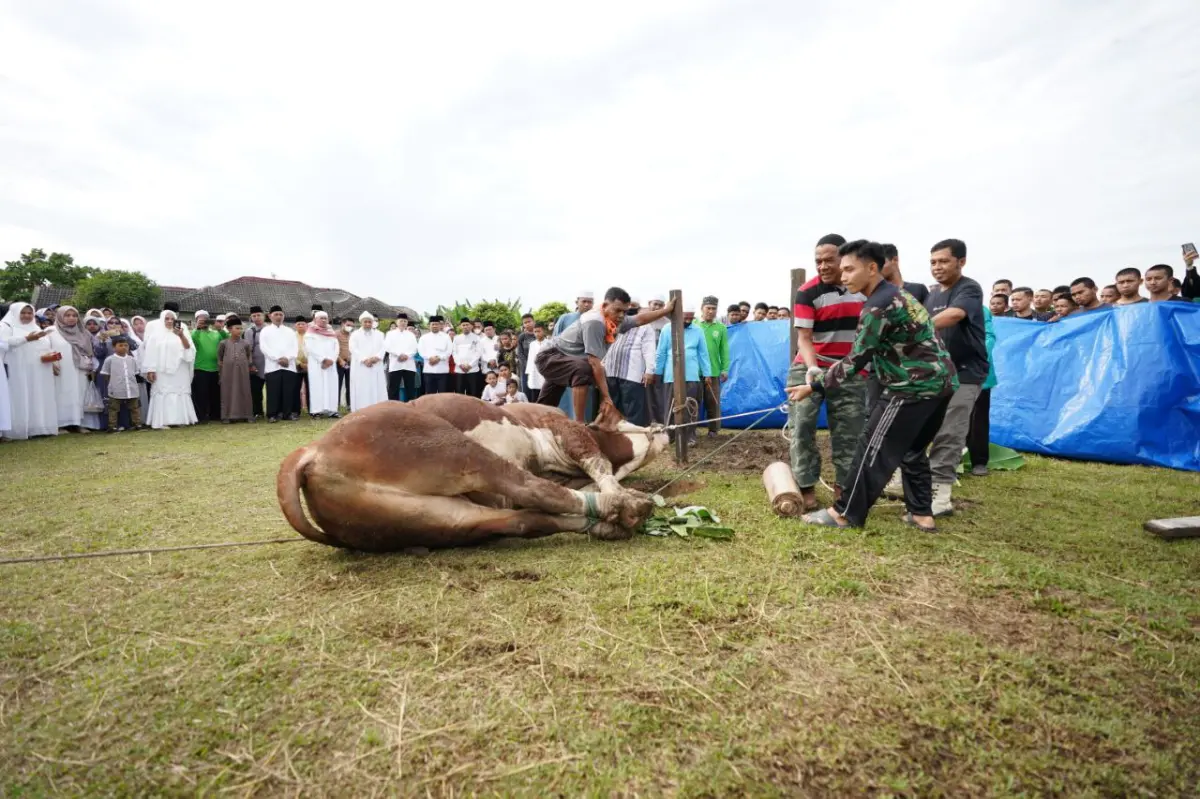Demi Keamanan, Panitia Kurban Harus Pahami Karakter Hewan Kurban