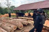 Dua Tahun Buron, Wanita Pemodal Sawmill Ilegal di HPT Lipai Siabu Diciduk Polda Riau