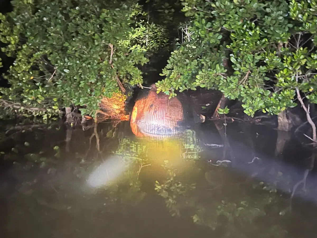 Gempar! Ikan Paus 4 Ton Terdampar di Hutan Mangrove Mandah Inhil