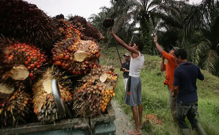 Harga Sawit Swadaya Riau Turun Jadi Rp3.603/Kg Pekan Ini