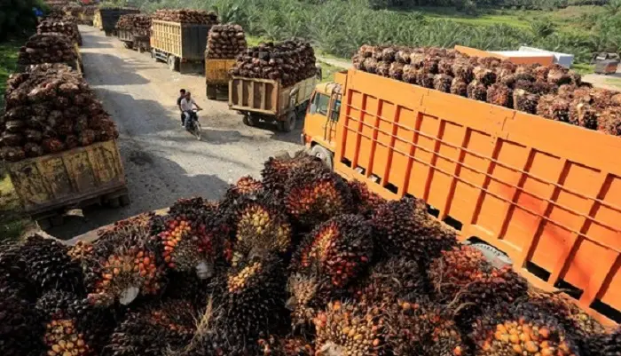 Harga TBS Sawit Riau Naik! Periode 8-14 April 2026 Tembus Rp 4.075/Kg