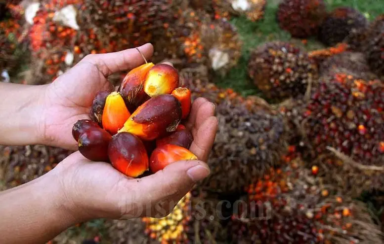 Harga TBS Sawit Riau Pekan Ini Meroket, Tembus Rp4.088/Kg