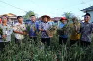 Ikut Panen Raya di Rumbai, Agung Nugroho Bangga di Pekanbaru Juga Bisa Tumbuh Padi