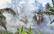 Kebakaran Kebun Kelapa di Inhil Berhasil Dipadamkan, Petugas Temukan Ular dan Telurnya