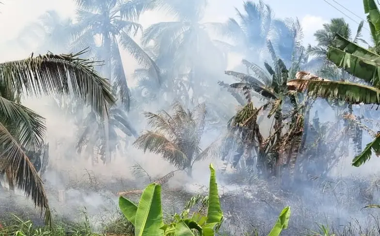 Kebakaran Kebun Kelapa di Inhil Berhasil Dipadamkan, Petugas Temukan Ular dan Telurnya