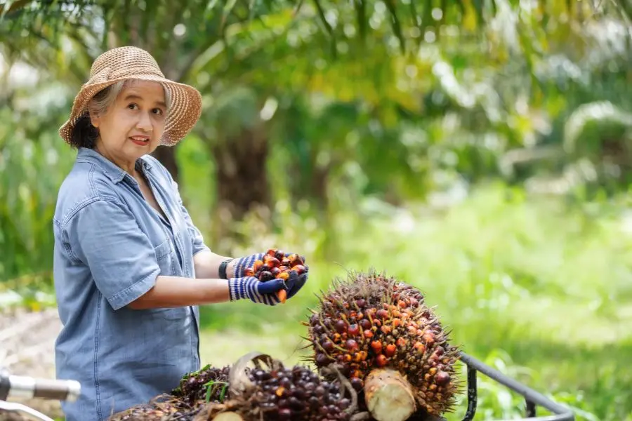 Kernel Anjlok, Harga TBS Kelapa Sawit Mitra Swadaya di Riau Kini Rp3.832/Kg