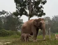 Ketua Komisi IV DPR Titiek Soeharto Beri Nama Ganesha untuk Bayi Gajah yang Lahir di Tesso Nilo