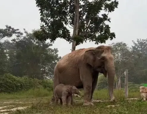 Ketua Komisi IV DPR Titiek Soeharto Beri Nama Ganesha untuk Bayi Gajah yang Lahir di Tesso Nilo