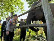 Kisah Lahirnya Nona Seroja, si Bayi Gajah Penolak Punah dan Keharuan Kapolda Riau Serta Menteri Kehutanan