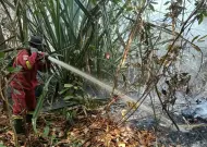 Manggala Agni Fokus Padamkan Karhutla di Bengkalis, Dumai, Siak dan Inhu