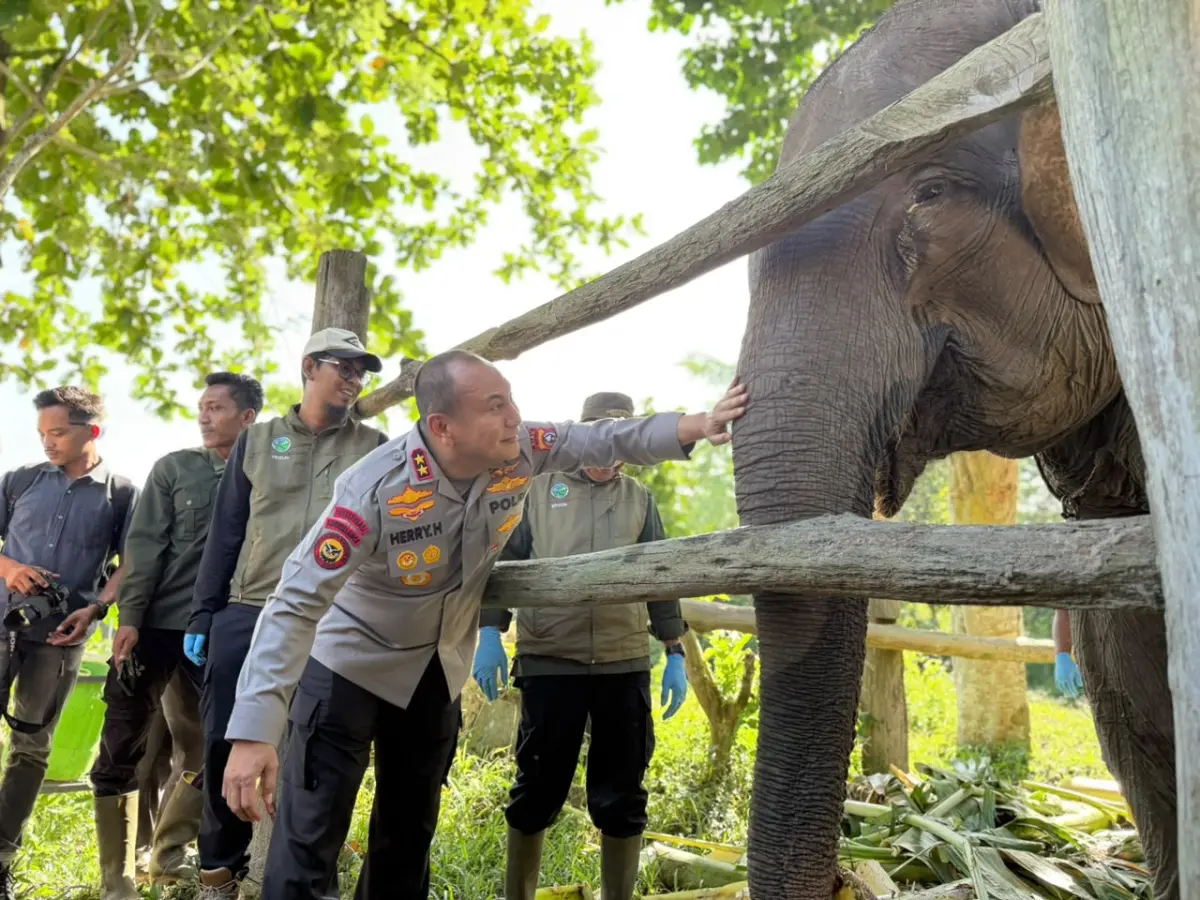 Menhut dan Kapolda Riau Beri Nama Bayi Gajah di Tesso Nilo “Nona Seroja"