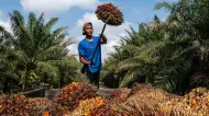 Harga TBS Sawit Swadaya Riau Kembali Naik, Umur 9 Tahun Rp3.696 per Kg