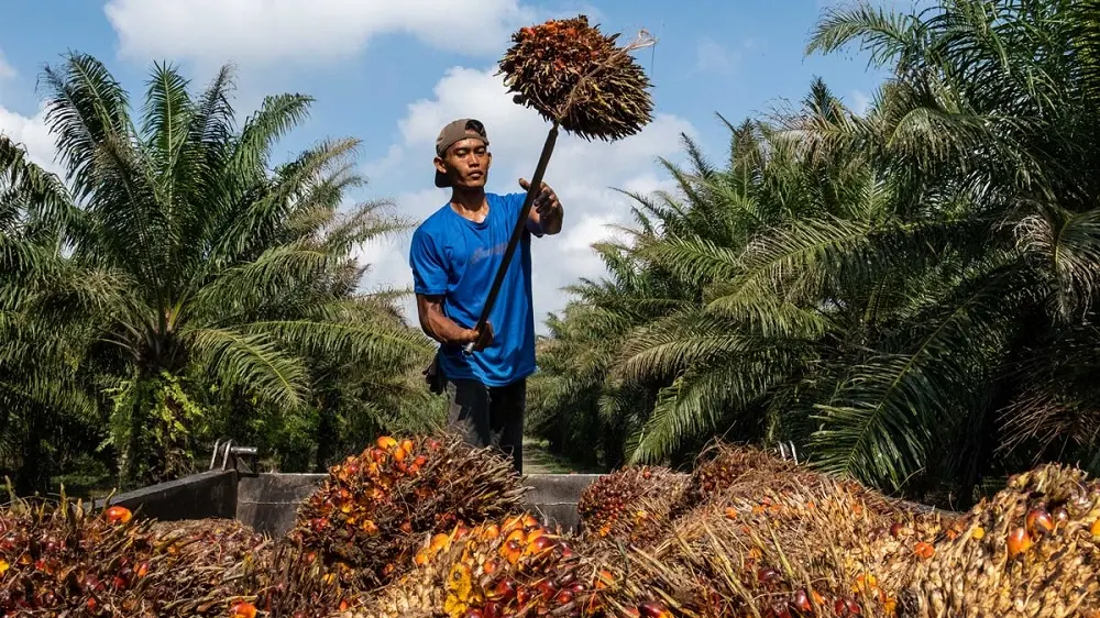 Harga TBS Sawit Swadaya Riau Kembali Naik, Umur 9 Tahun Rp3.696 per Kg