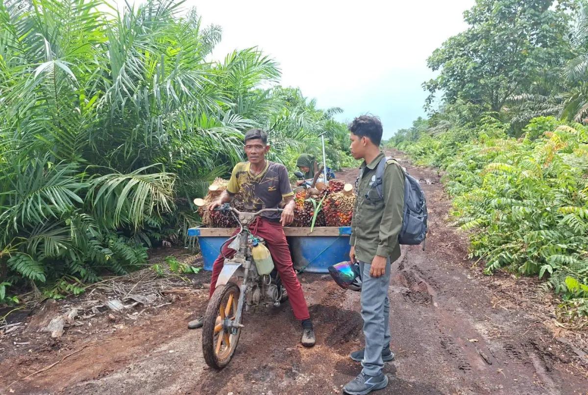 Ngeri! Harimau Tiba-tiba Melompat ke Motor Petani Sawit di Mengkapan Siak
