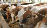 Pemprov Riau Lelang 50 Ekor Sapi, Syarat Peserta Lelang KTP dan NPWP, Hubungi Nomor ini