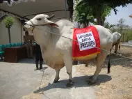 Pemprov Riau Seleksi Sapi Kurban Bantuan Presiden, Bobot Harus Diatas 1 Ton