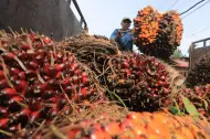 Petani Sawit Full Senyum,  Harga TBS Kelapa Sawit Mitra Plasma Naik, Ini Daftar Harganya