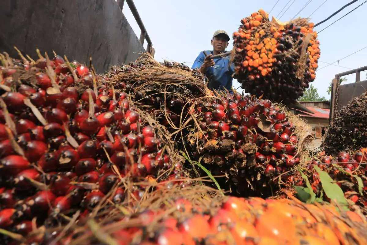 Petani Sawit Full Senyum,  Harga TBS Kelapa Sawit Mitra Plasma Naik, Ini Daftar Harganya