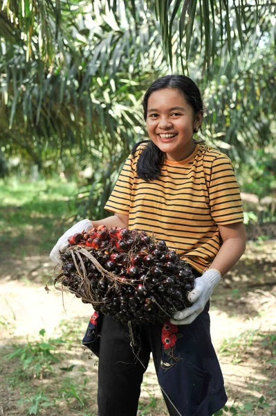 Petani Sawit Tersenyum Riang, Harga Sawit Mitra Swadaya Riau Naik Rp3.846 per Kg