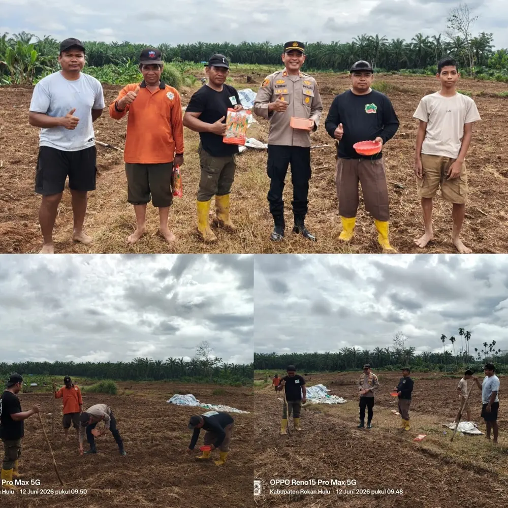 Polsek Tambusai Dampingi Penanaman 2 Hektar Jagung di Desa Batas Rohul