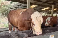 Presiden Beri Bantuan 14 Ekor Sapi Kurban Untuk Masyarakat Riau, Lokasi Penyembelihan Tak Sama Tahun Lalu