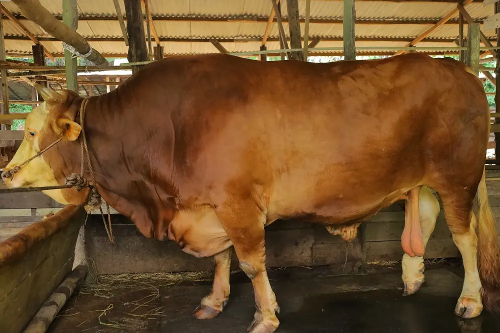 Sapi Kurban Presiden Prabowo untuk Pekanbaru Dinyatakan Sehat