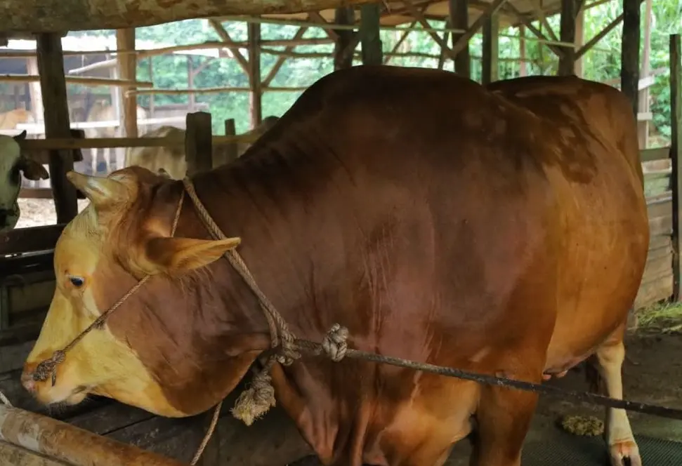 Sapi Raksasa 907 Kg Asal Rumbai Disiapkan Jadi Hewan Kurban Bantuan Presiden di Riau