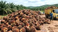 Sempat Turun, Harga TBS Sawit Riau Naik Lagi jadi Rp3.932/Kg