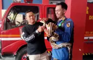Tak Hanya Padamkan Api, Tugas Damkar Juga Evakuasi Ular dan Cincin di Kelamin Pria