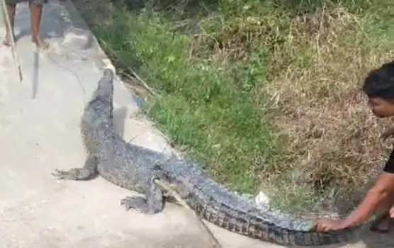 Teror Monyet Belum Usai, Warga Inhil Digemparkan Teror "Buaya Darat" Masuk Pemukiman