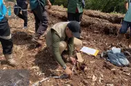 Tragis! Bocah di Pelalawan Tewas Diterkam Harimau Saat Temani Kakaknya Cuci Piring