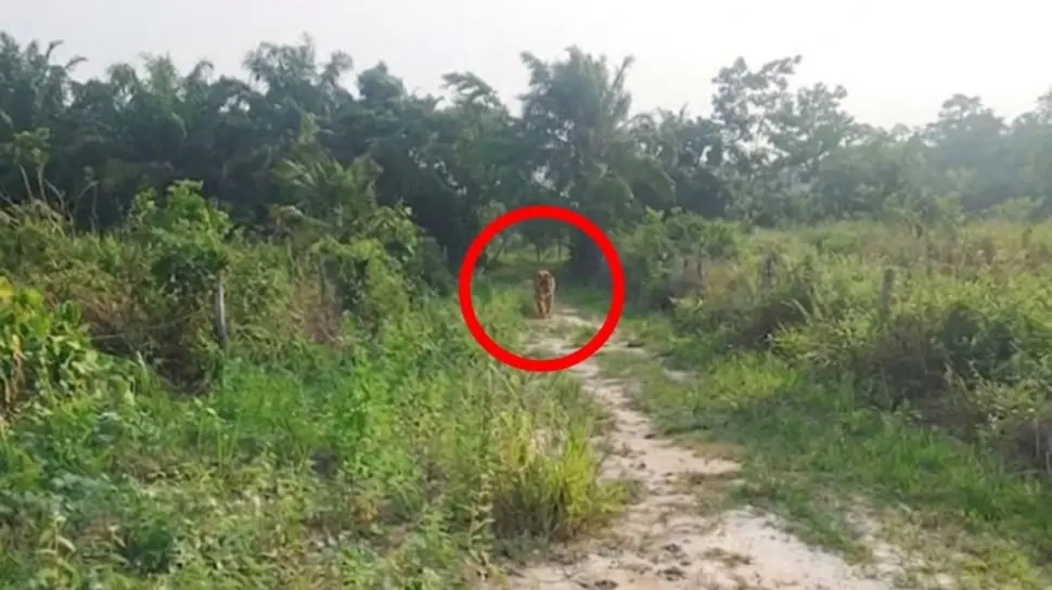 Viral Di Medsos Harimau Muncul di Pasir Putih Kampar, BBKSDA: Setelah Dicek Dipastikan Hoaks