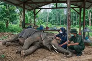 34 Hari Berjuang Lawan Sakit, Gajah Jovi yang Selama ini Berjasa Penanganan Konflik Akhirnya Meninggal