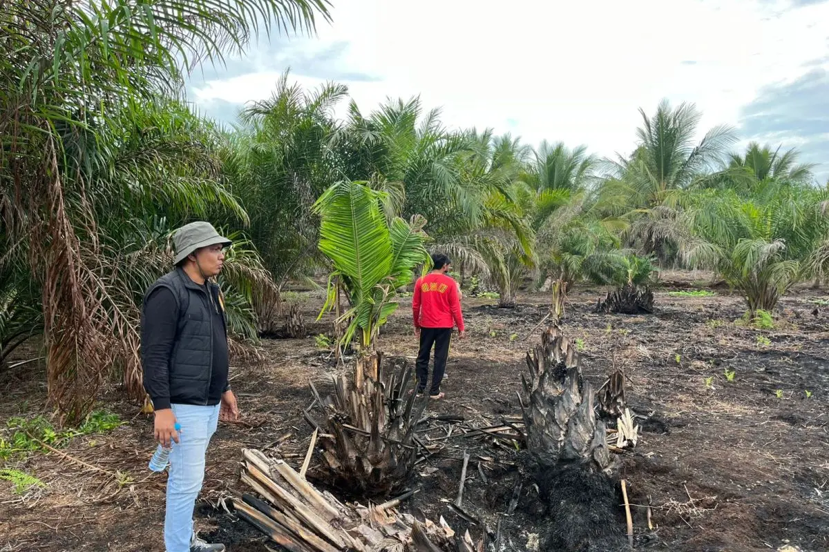Bakar Lahan 500 Hektare untuk Sawit, Polres Pelalawan Tetapkan ES Tersangka Karhutla