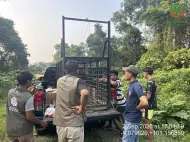 Beruang Berkeliaran di Pemukiman, BBKSDA Riau Pasang Perangkap di Desa Kuntu Kampar