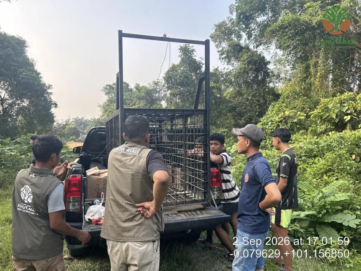 Beruang Berkeliaran di Pemukiman, BBKSDA Riau Pasang Perangkap di Desa Kuntu Kampar