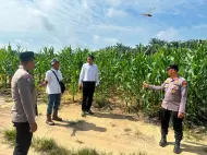 Berusia 60 Hari, Polsek Tambang Monitoring Tanaman Jagung Pipil di Lahan PT Tasma Puja