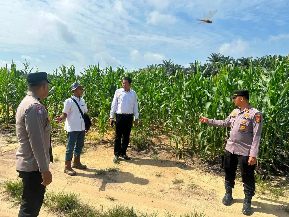 Berusia 60 Hari, Polsek Tambang Monitoring Tanaman Jagung Pipil di Lahan PT Tasma Puja