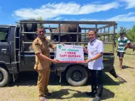 BRK Syariah Pasir Pengaraian Serahkan Sapi Kurban ke Masjid Agung Islamic Center Rohul