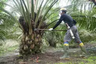 CPO dan Kernel Anjlok, Harga TBS Swadaya Riau Turun Tajam