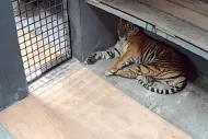 Thumbnail Diduga Pernah Memangsa Manusia, BBKSDA Riau Evakuasi Harimau di Semenanjung Kampar