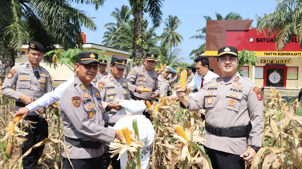 Dipimpin Kapolres AKBP Aron Sebastian, Polres Bengkulu Selatan Panen Raya Jagung di Lahan 10 Hektare