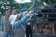 Disnakeswan Pastikan 101 Hewan Kurban Pemkab Asahan Lolos Uji Klinis